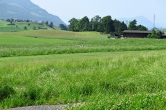 20250609_Pfigstmontag_04